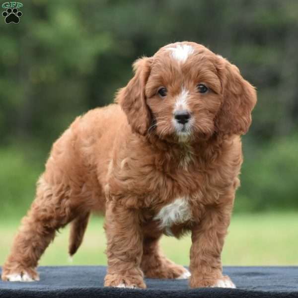Joey, Cavapoo Puppy